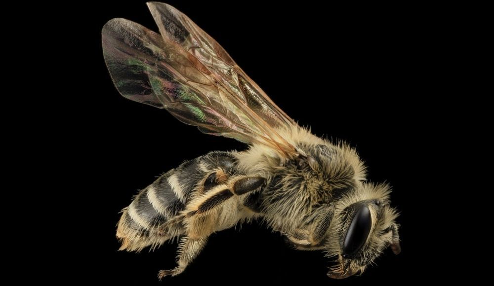 bee on black background